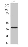 17β-HSD11 Polyclonal Antibody