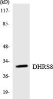 17β-HSD11 Polyclonal Antibody