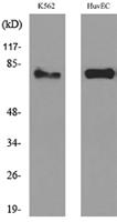 17β-HSD4 Polyclonal Antibody