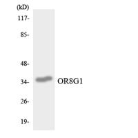 Olfactory receptor 8G1 Polyclonal Antibody