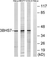 3β-HSD7 Polyclonal Antibody