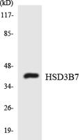 3β-HSD7 Polyclonal Antibody