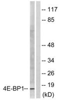 4E-BP1 Polyclonal Antibody