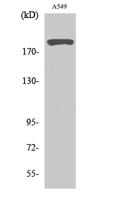 53BP1 Polyclonal Antibody