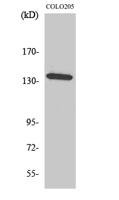 α-protein Kinase 1 Polyclonal Antibody