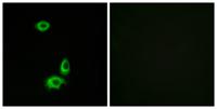 Olfactory receptor 56B1 Polyclonal Antibody