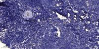 Relaxin 3 Polyclonal Antibody