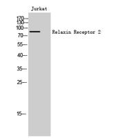 Relaxin Receptor 2 Polyclonal Antibody