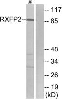 Relaxin Receptor 2 Polyclonal Antibody