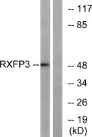 Relaxin Receptor 3 Polyclonal Antibody