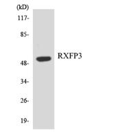 Relaxin Receptor 3 Polyclonal Antibody