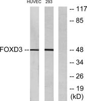 FoxD3 Polyclonal Antibody