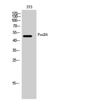 FoxD4 Polyclonal Antibody