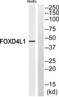 FoxD4L1 Polyclonal Antibody