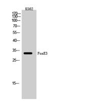 FoxE3 Polyclonal Antibody