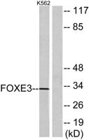 FoxE3 Polyclonal Antibody