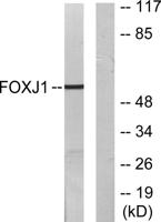 FoxJ1 Polyclonal Antibody