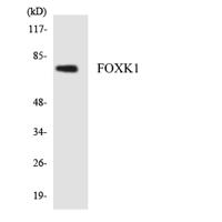 FoxK1 Polyclonal Antibody