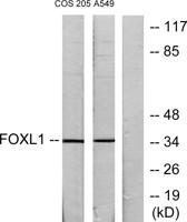 FoxL1 Polyclonal Antibody