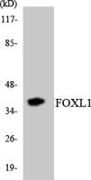 FoxL1 Polyclonal Antibody