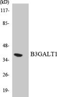 β-1,3-Gal-T1 Polyclonal Antibody