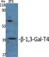 β-1,3-Gal-T4 Polyclonal Antibody