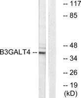 β-1,3-Gal-T4 Polyclonal Antibody