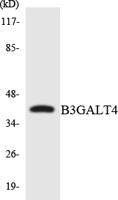 β-1,3-Gal-T4 Polyclonal Antibody