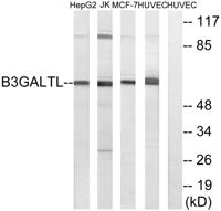 β-1,3-Gal-TL Polyclonal Antibody