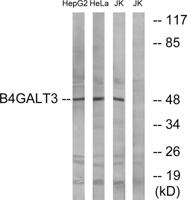 β-1,4-Gal-T3 Polyclonal Antibody