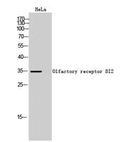 Olfactory receptor 8I2 Polyclonal Antibody