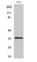 Olfactory receptor 8J3 Polyclonal Antibody