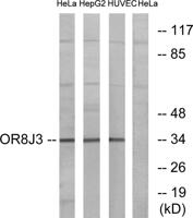 Olfactory receptor 8J3 Polyclonal Antibody