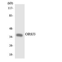 Olfactory receptor 8J3 Polyclonal Antibody