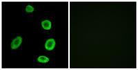 Olfactory receptor 8K1 Polyclonal Antibody