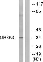 Olfactory receptor 8K3 Polyclonal Antibody