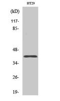 Olfactory receptor 8S1 Polyclonal Antibody