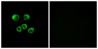 Olfactory receptor 8U1/8/9 Polyclonal Antibody