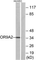 Olfactory receptor 9A2 Polyclonal Antibody