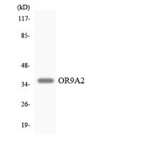 Olfactory receptor 9A2 Polyclonal Antibody