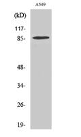 TAF II p100 Polyclonal Antibody