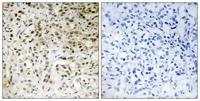 TAF II p100 Polyclonal Antibody