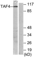 TAF II p135/p105 Polyclonal Antibody