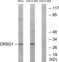 Olfactory receptor 9G1 Polyclonal Antibody