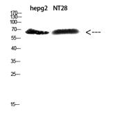 ZFP91 Polyclonal Antibody