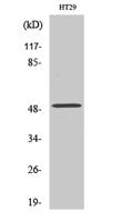 ZFYVE19 Polyclonal Antibody