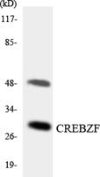 Zhangfei Polyclonal Antibody