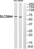 ZIP4 Polyclonal Antibody