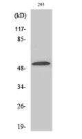 ZIP7 Polyclonal Antibody