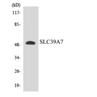 ZIP7 Polyclonal Antibody